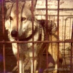associazione cane lupo di saarloos