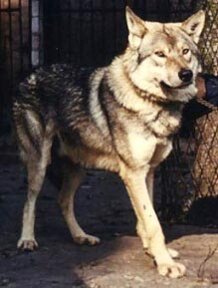 associazione cane lupo di saarloos