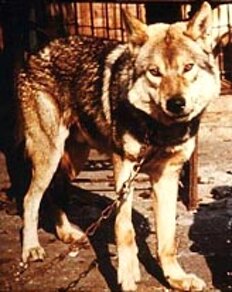 associazione cane lupo di saarloos