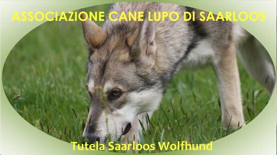 associazione cane lupo di saarloos
