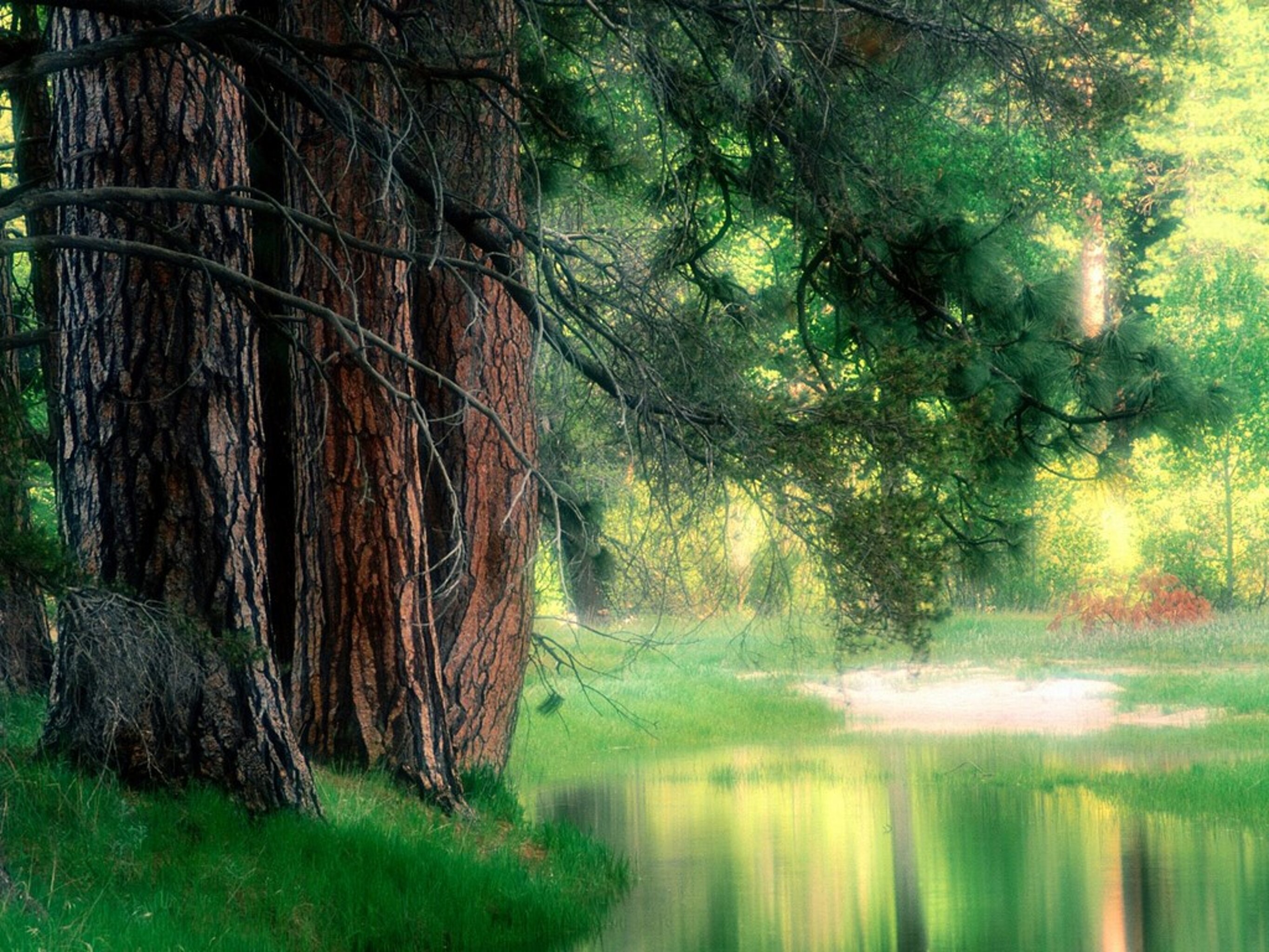 Background image for body