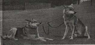 associazione cane lupo di saarloos