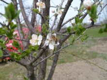 Descrizione immagine