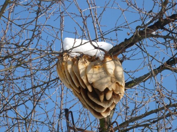 Descrizione immagine