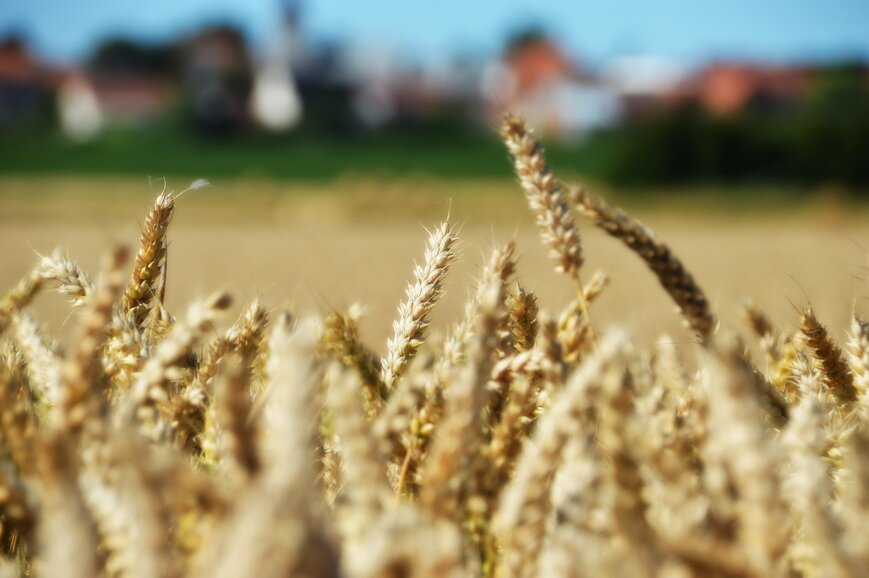 wheat-7709965_1280.jpeg