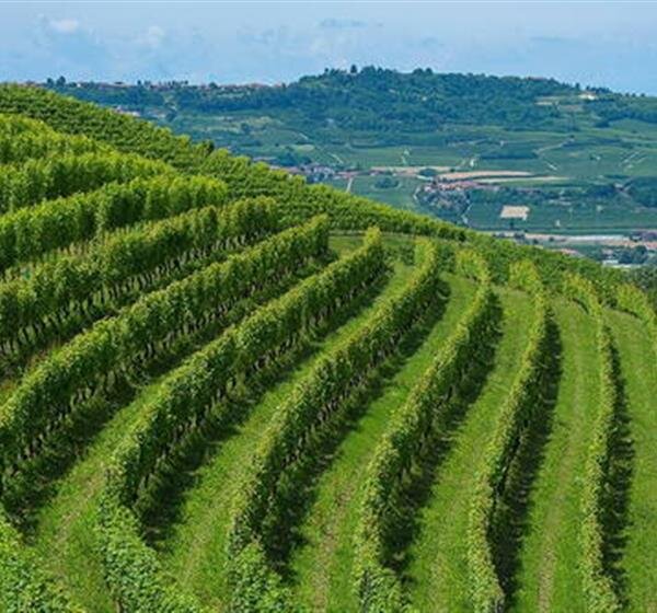 langhe.jpeg langhe.jpeg