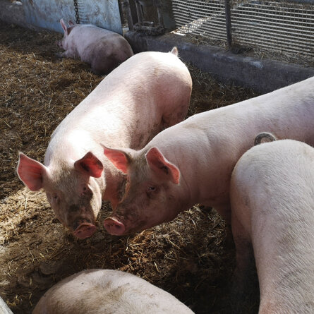 suini.jpeg suini.jpeg