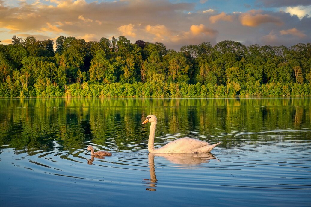 swan-7262827_1280.jpeg swan-7262827_1280.jpeg