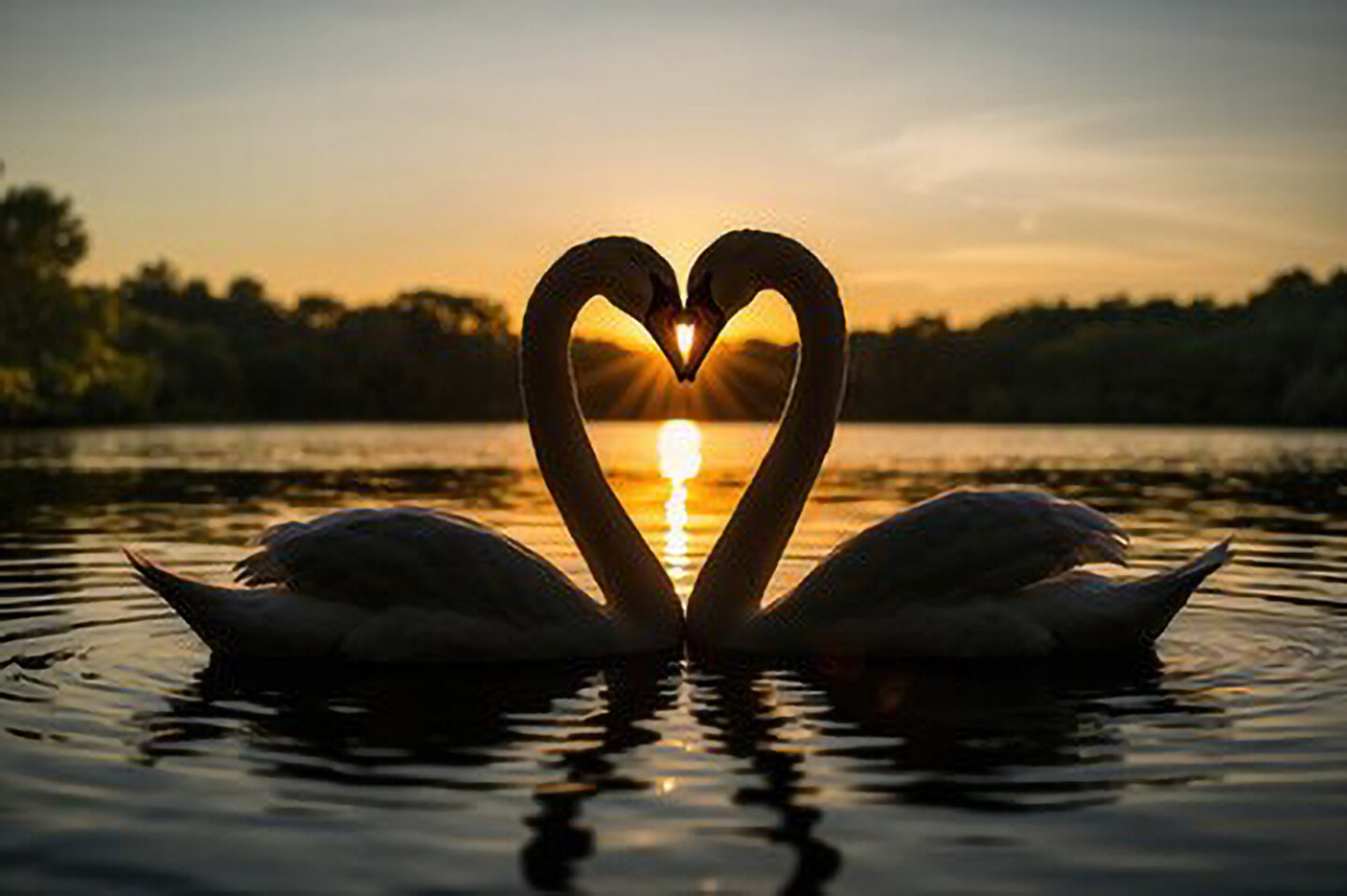 cigno tramonto 3.jpeg