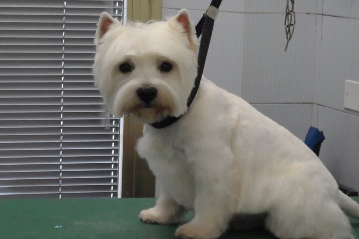 Descrizione immagine