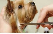 Descrizione immagine
