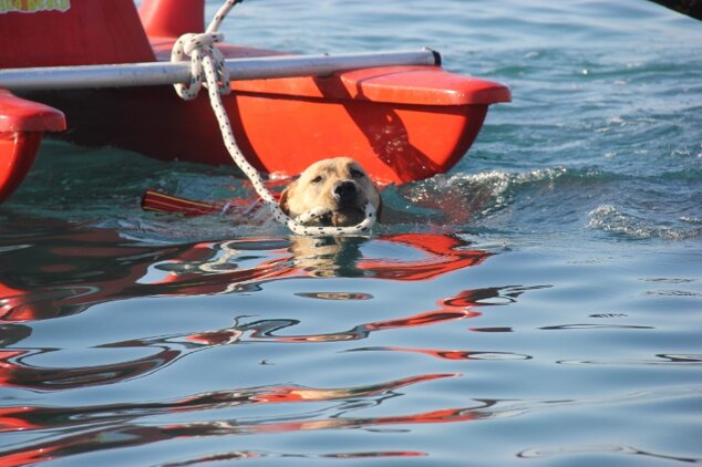 Descrizione immagine