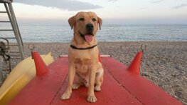 Descrizione immagine