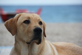 Descrizione immagine