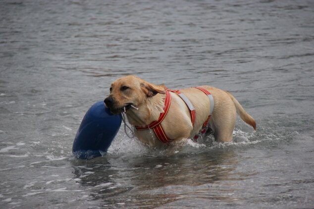 Descrizione immagine