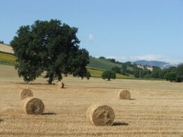 Descrizione immagine