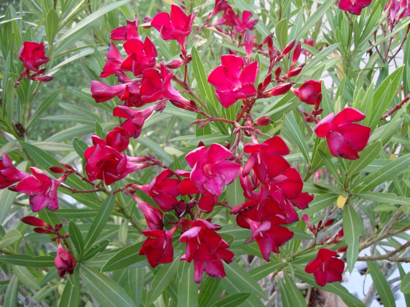 Descrizione immagine