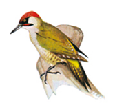 picchio