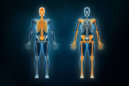 sistema assiale e appendicolare-fisioterapiaalghero, dr. elio frulio fisioterapista.jpeg