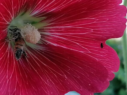 img_20210612_164729.jpeg img_20210612_164729.jpeg