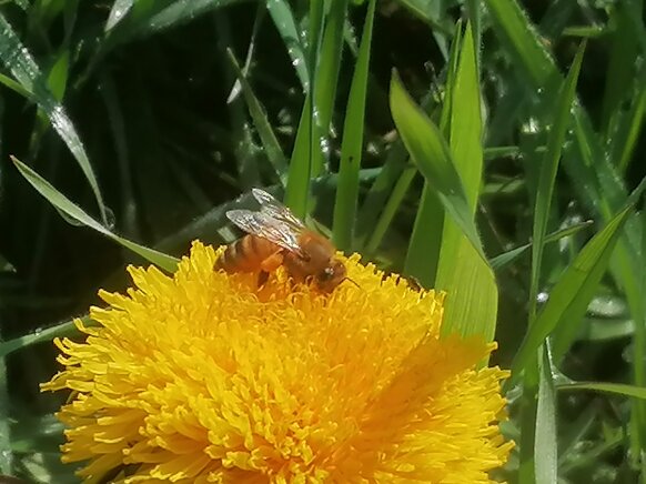 img_20240311_115743.jpeg img_20240311_115743.jpeg