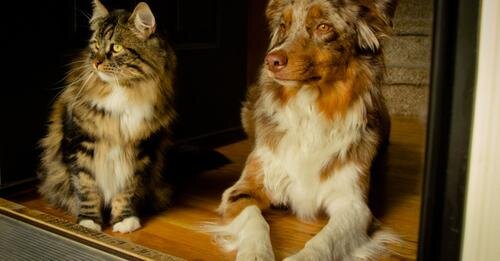 COME CANE E GATTO COME CANE E GATTO