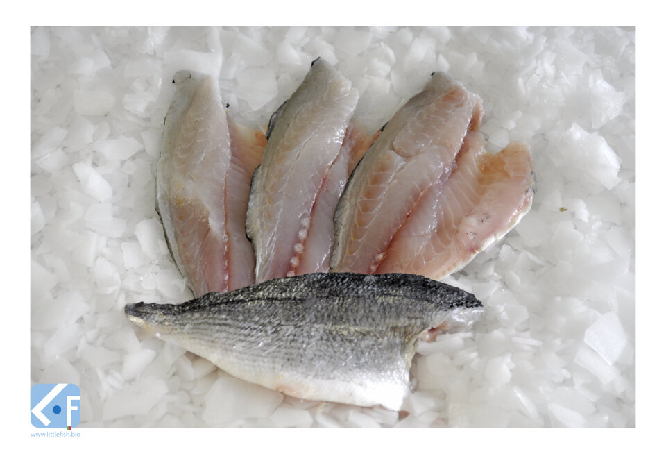 orata_filetto0110