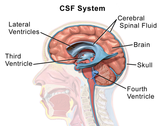 blausen_0216_cerebrospinalsystem
