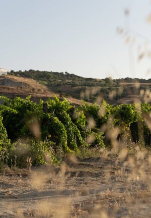 Foto di Beatrice Canino