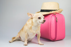 vecteezy_cute-brown-short-hair-chihuahua-dog-sitting-on-white_10282334.jpeg