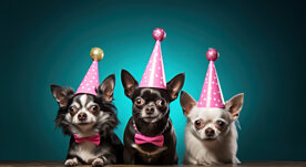 vecteezy_ai-generated-three-dogs-in-party-hats-standing-over-a-black_35824767.jpeg