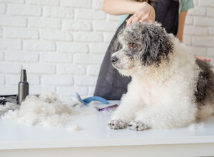 vecteezy_smiling-woman-grooming-bichon-frise-dog-in-salon_3773658.jpeg