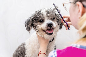 vecteezy_cute-white-and-black-bichon-frise-dog-being-groomed-by_4334888.jpeg