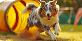 vecteezy_excited-australian-shepherd-dog-running-through-agility_49020821.jpeg