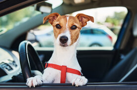 vecteezy_dog-looking-out-of-car-window_15490491.jpeg