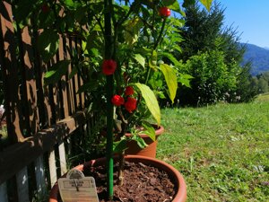 img_20250905_145536(2).jpeg