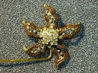 stella marina particolare.jpeg stella marina particolare.jpeg