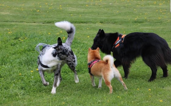 31b928ca-a81d-42f8-b65e-4e3225769095.jpeg 31b928ca-a81d-42f8-b65e-4e3225769095.jpeg