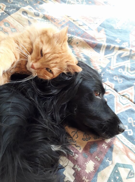 e97e7fda-ec25-4f2f-9851-998102757e49 e97e7fda-ec25-4f2f-9851-998102757e49