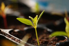 katerinavulcova-plant-3263362.jpeg katerinavulcova-plant-3263362.jpeg