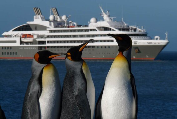 cruisepenguins2 cruisepenguins2