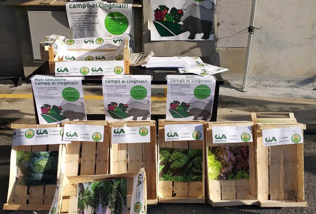 Peste suina: "Troppi cinghiali, cambiare la legge regionale"