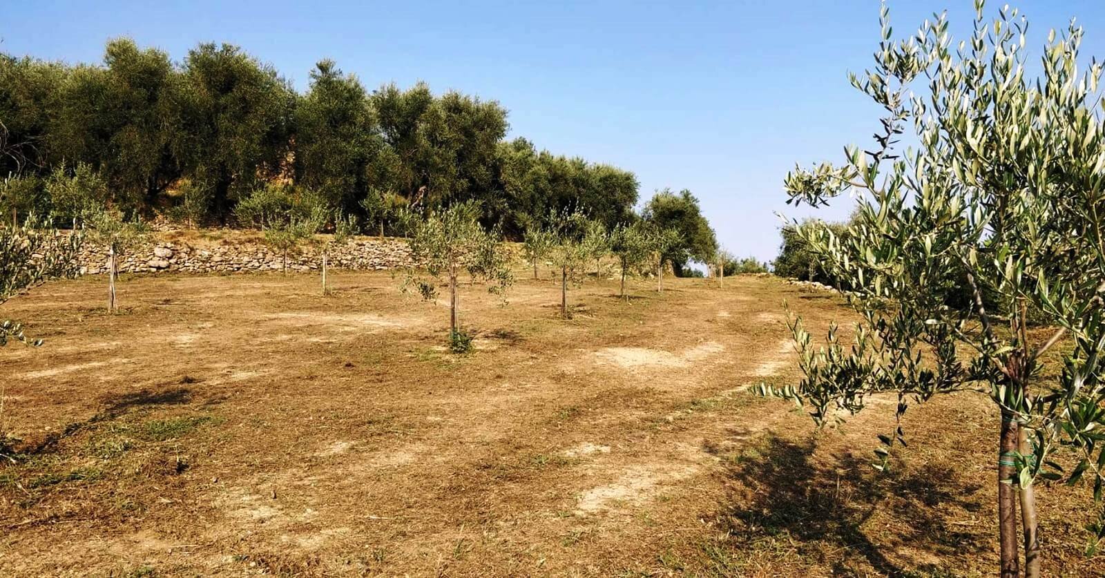 Scatta lo stato di pericolosit&agrave; per gli incendi boschivi