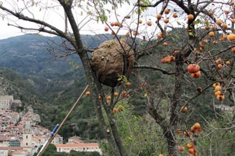 Vespa Velutina: incontro pubblico a Quiliano per conoscere e contrastare il calabrone asiatico