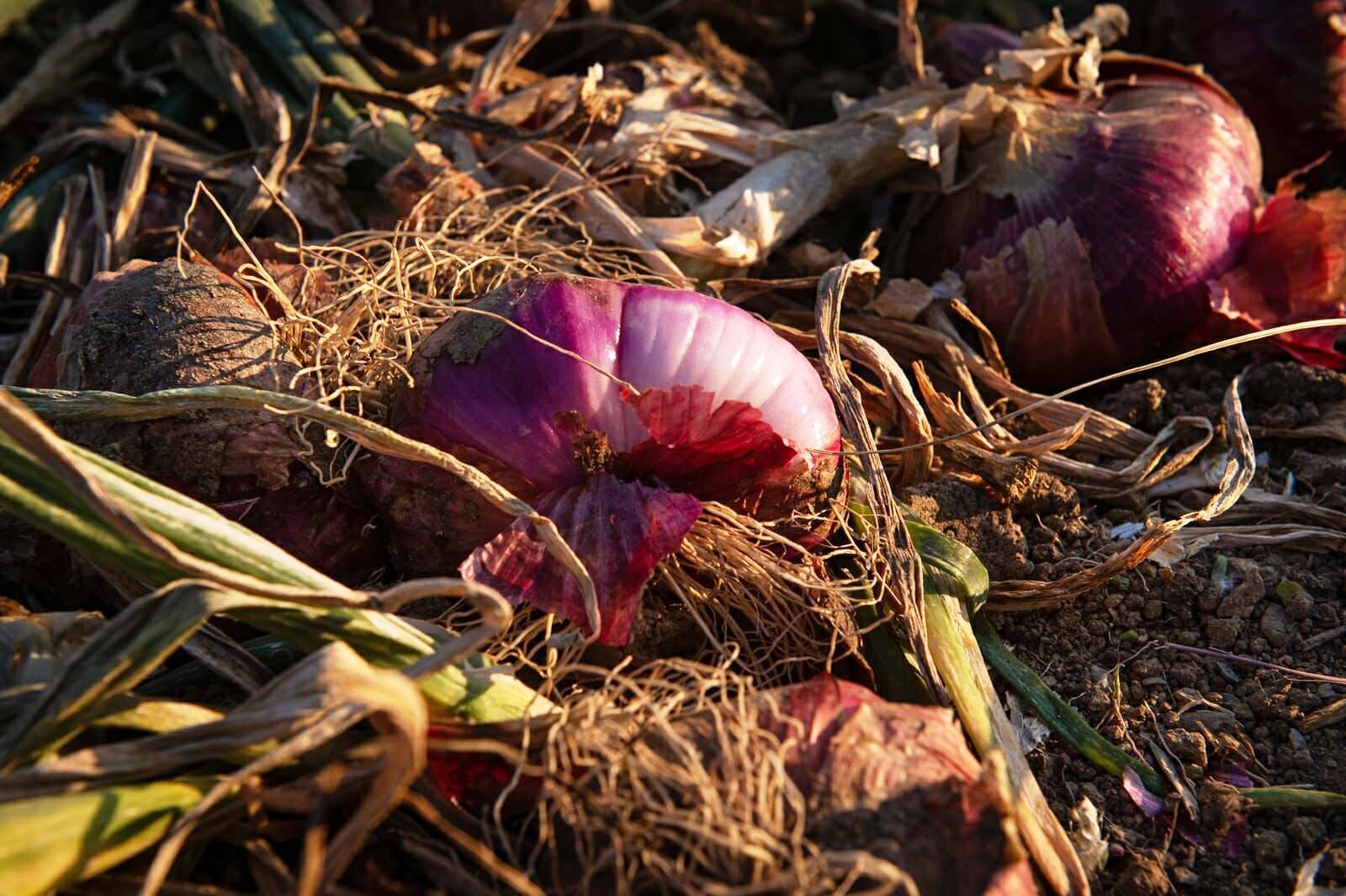 La Cipolla di Verezzi &egrave; De.Co: i prodotti locali vettori di crescita sostenibile