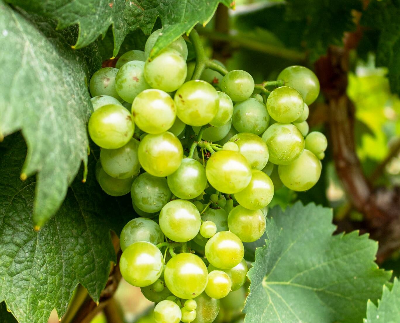 Vendemmia 2021: "Ottima qualit&agrave; delle uve per il rilancio dei nostri vini d&rsquo;eccellenza"