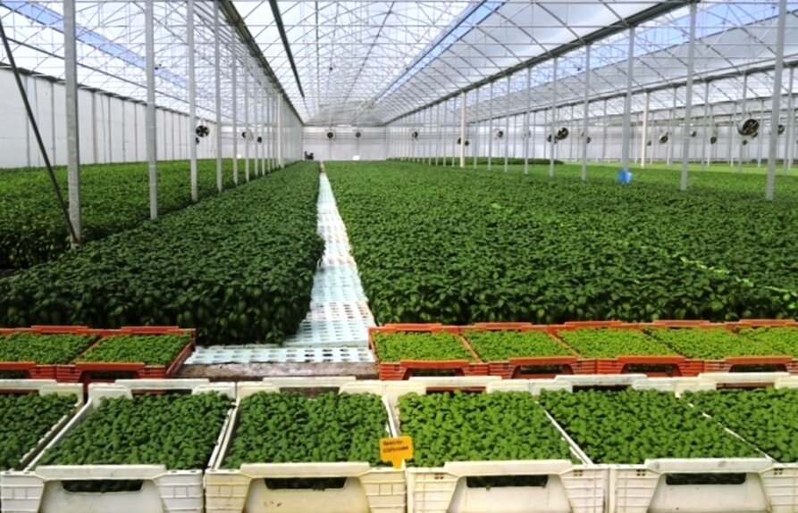 Decreto "Aiuti ter", Cia: "Interventi strutturali per evitare collasso aziende"