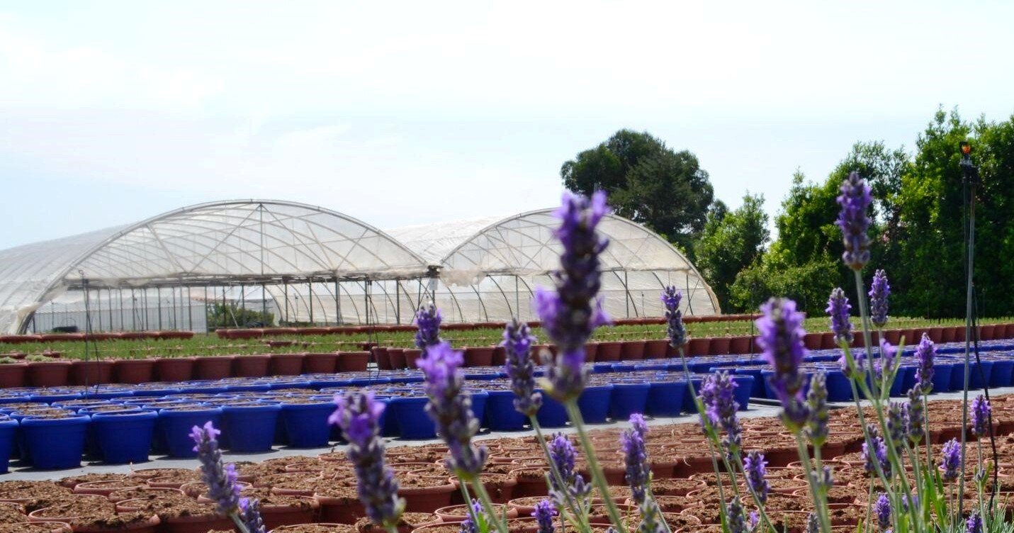 San Valentino, Cia-Agricoltori: "Aumentano le vendite delle nostre eccellenze floricole"