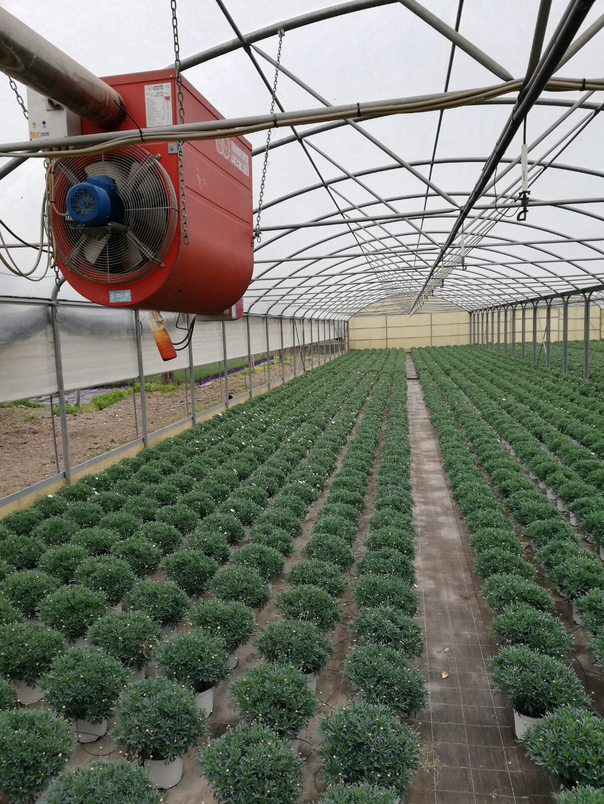 Smaltimento vasi invenduti: la nota del Comune di Albenga