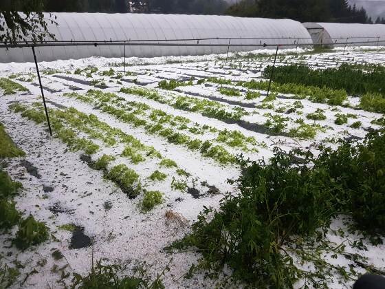 Grandinata, la conta dei danni...